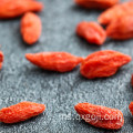 Beri goji Organik segar yang kering wolfberry untuk dijual